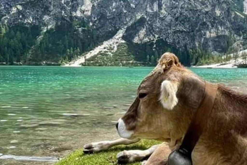 Relax Al Lago Di Braies Брайес  Экстерьер фото